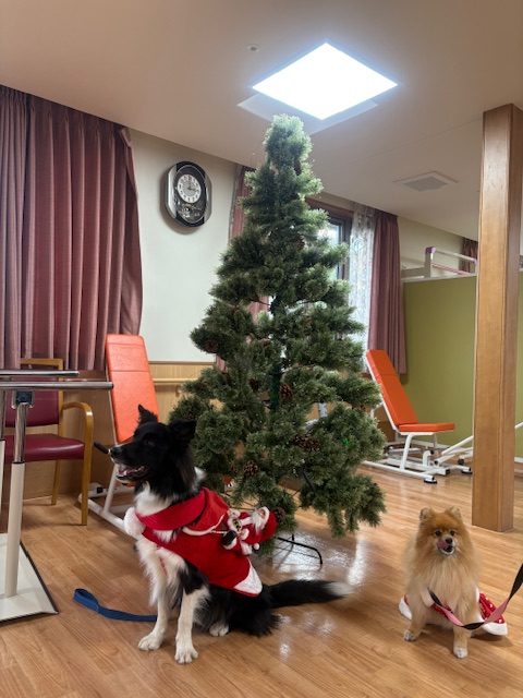 セラピードッグのボーダーコリーのあお君とポメラニアンのあやねちゃんが来てくれました🐶